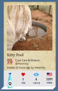 Kitty Pool